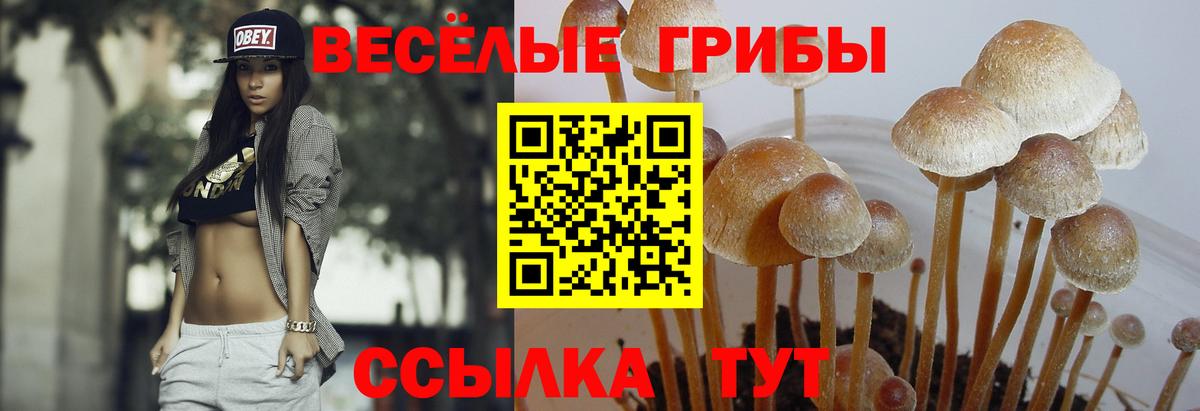 Мценск  Псилоцибиновые грибы мицелий  сколько стоит  Галлюциногенные грибы GOLDEN TEACHER  Вход с VPN 